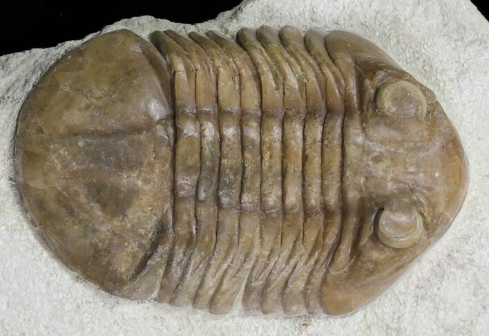 Big Eyed Asaphus Latus Trilobite - #31317